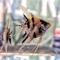 angelfish petsmart