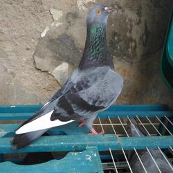 Jual Merpati Tinggian Terlengkap Terbaik Harga Murah August 2021