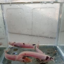 Jual Ikan Lele Albino Terlengkap Terbaik Harga Murah August 2021