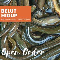 Jual Belut Hidup Murah Terbaik Harga Terbaru November 2021