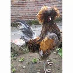 Jual Ayam Walik Terdekat Harga Murah Grosir November 2021