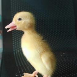 Jual Dod Bebek Terlengkap Harga Murah August 21 Cicil 0