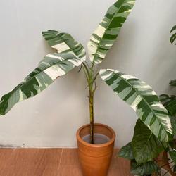 Jual Pisang Variegata Musae Murah - Harga Terbaru 2020