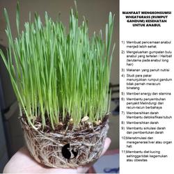 Jual Paket Rumput Kucing Terlengkap Terbaik Harga Murah October 2021