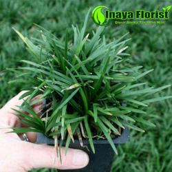 Jual Tanaman Hias Rumput Terbaik Harga Murah January 2022 Cicil 0