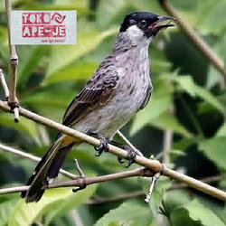 Jual Kutilang Murah - Harga Terbaru February 2022