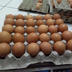Jual Telur Ayam 30 Butir Terlengkap Harga Murah November 2021