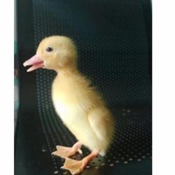 Jual Dod Bebek Peking Terdekat Harga Murah Grosir November 21