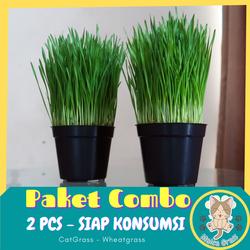 Jual Paket Rumput Kucing Terlengkap Terbaik Harga Murah October 2021