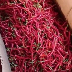 Cabe/Cabai Keriting Reguler per KG