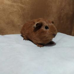 Jual American Guinea Pig Terlengkap Terbaik - Harga Murah December 2021 Jual American Guinea Pig Terlengkap Terbaik - Harga Murah December 2021