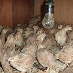 Jual Burung Puyuh Hidup Terlengkap Terbaik Harga Murah November 2021