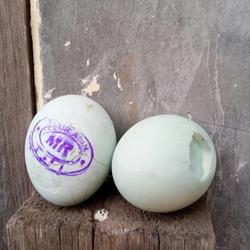 Telur Asin Reject, Rasa Gurih, Harga Murah