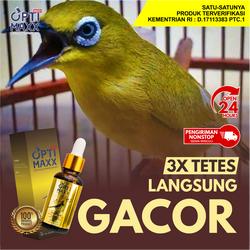 8600 Koleksi Gambar Burung Pleci Kartun Terbaru