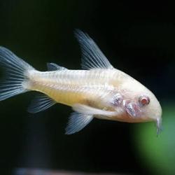 Jual Ikan Pemakan Lumut Terlengkap Terbaik Harga Murah November 2021