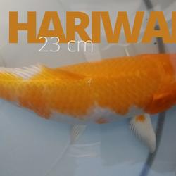 bloated koi fish
