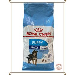 small siberian husky