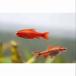 cherry barb