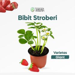 Jual Bibit Strawberry Giant Murah 