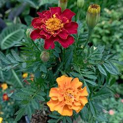 marigold flower tanaman hias marigold