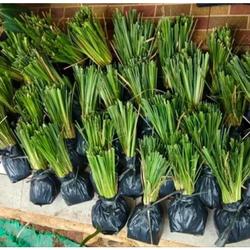 Promo 30 Batang Rumput Vetiver Akar Wangi Dengan Media