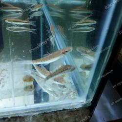 siamese algae eater petsmart