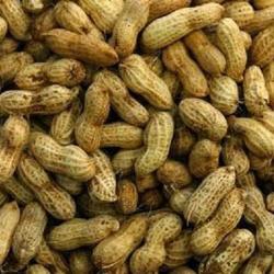 KACANG TANAH FRESH, BAGUS, SEGARR
