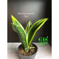 Tanaman hias sansivera golden flam/ Tanaman golden flam