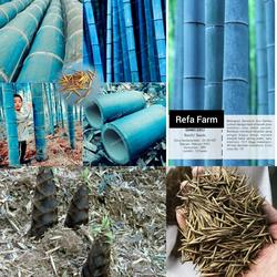 Biji Benih Tanaman Bambu Biru F1 Import / Benih Unggul