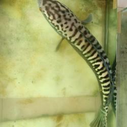 Toman size 20cm / chana Toman / Hiasan Aquarium / toman hijau