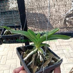 Remaja Anggrek Vanda Hybrid Bisa Pilih Id Bibit Bunga Tanaman Hias