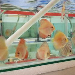 Jual ikan hias discus mix 7ekor - Kota Bekasi - Awan Aquatic | Tokopedia