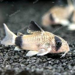 ikan corydoras panda