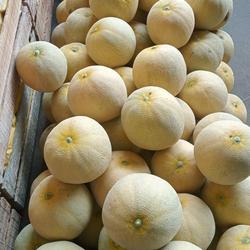 melon madu skyrocket berat 2kg up Honey Manis dan lezat buah fresh