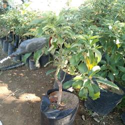 bibit alpukat mentega batang besar