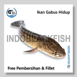Ikan Gabus Kutuk Segar Hidup Obat Alami Penyembuh Luka Dalam