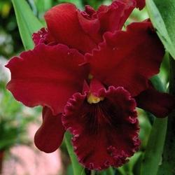 anggrek cattleya red dewasa