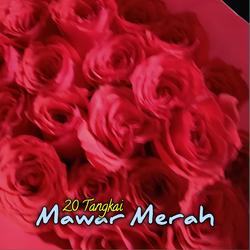 Bunga Mawar Merah Bunga Potong 20 tangkai segar dan asli