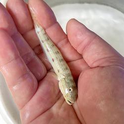 Jabing pasir putih / sleeper sand goby