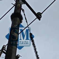 Ijuk duri anti tikus