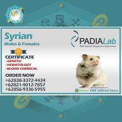 Jual Mencit Balb/C - Hewan Coba Laboratoris - Kota Surabaya - PNF ...