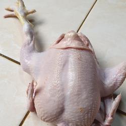 ayam potong