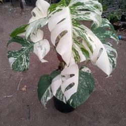 Tanaman Hias Monstera Varigata Whait Tiger - Akar Sehat dan Lebat