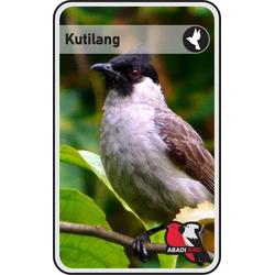 BURUNG KUTILANG LOKAL BANDUNG