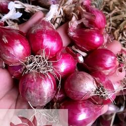 Bawang Merah Probolinggo 1kg Besar Sedang