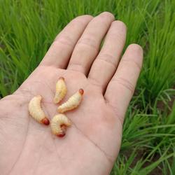 ulat pisang tangkal10 ekor hidup  cocok buat umpan pancing  dikirim kondisi hidup