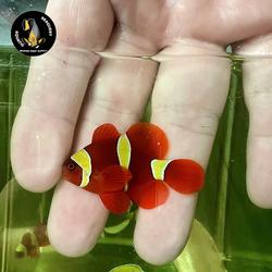 Ikan hias air laut Golden maroon clownfish / balong padang size SM