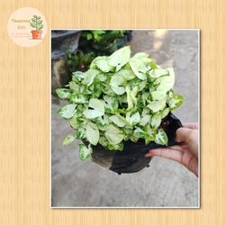 syngonium mini pixie rimbun