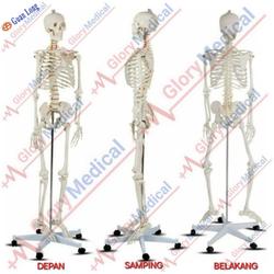 Model Alat Peraga Kerangka Manusia GL 8101 Guan Long