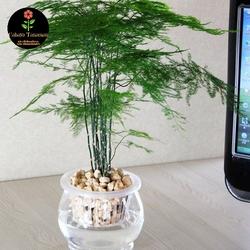 Tanaman hias bunga pakis suplir runcing asparagus setaceus
